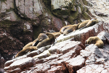 Sea lions fighting for a rock in the peruvian coast at Ballestas