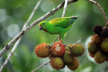 Perruche sur un arbre mangent un fruit le ramboutan