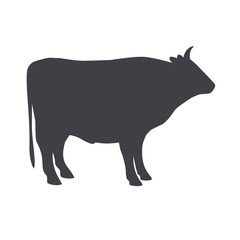 Black  bull isolated on a white background.