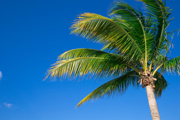 Fototapeta na wymiar Palm tree on the sky