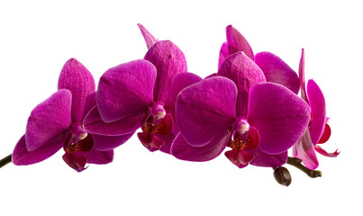 Purple orchid branch isolated on white background