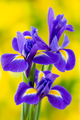 Purple iris flower on the yellow background. © gitusik