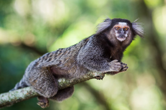 Macaco Sagui comendo banana Stock Photo