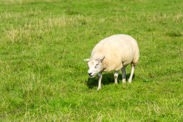 Obraz na płótnie Canvas sheep eats green grass at farm