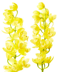 Orchid flowers