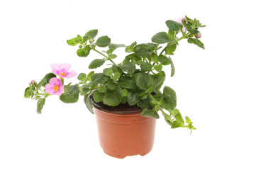 Bacopa plant isolated