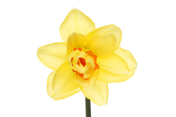 Double Daffodil flower