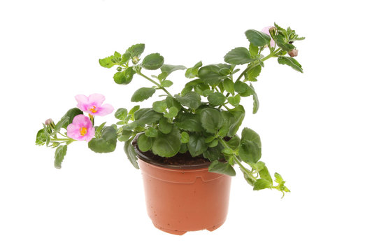 Bacopa Plant Isolated