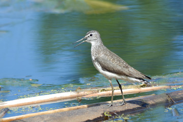 Green Sandpiper crying near blue forest lake