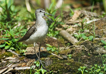 Crying Green Sandpiper in the forest