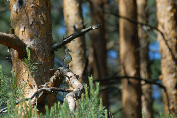 Perching Green Sandpiper in pine forest