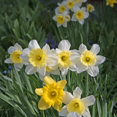 Fototapeta premium Narzissen, Narcissus, Blumen, Osterglocken