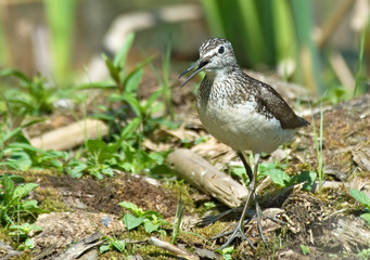 Crying Green Sandpiper in the forest