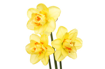 Three Daffodil flowers