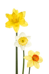 Three different daffodils