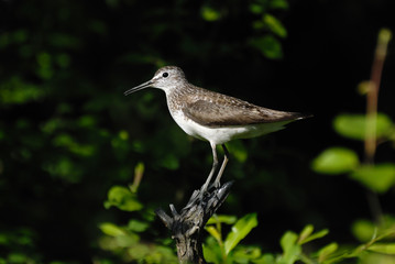Bright Green Sandpiper perching in dark forest