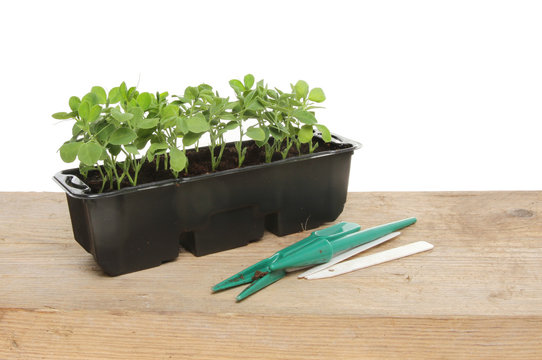 Sweet Pea Seedlings