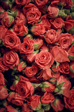 Fototapeta Vintage background with roses