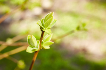 Obraz premium First spring leaves