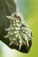 Apochima Flabellaria Moth Caterpillar