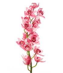 Orchid flowers - obrazy, fototapety, plakaty