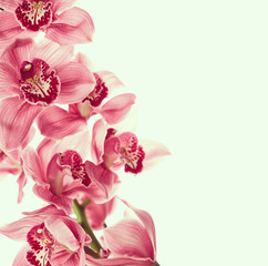 Naklejka na ściany i meble Vintage photo with orchid flowers