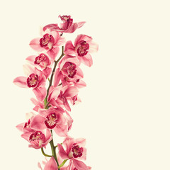 Vintage photo with orchid flowers