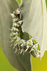 Apochima Flabellaria Moth Caterpillar