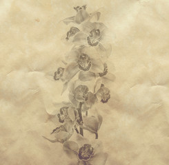 Vintage background with orchid flowers sketch
