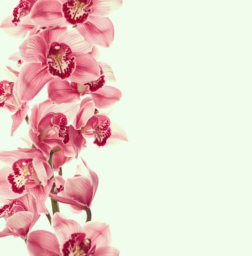 Fototapeta Vintage photo with orchid flowers