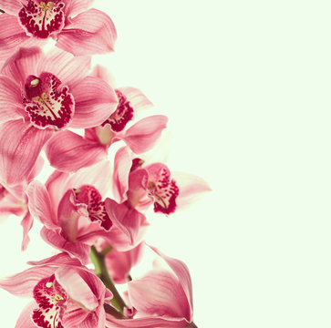 Fototapeta Vintage photo with orchid flowers