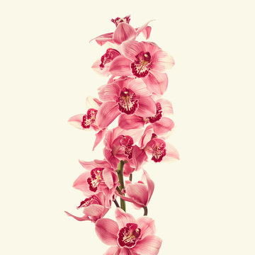 Fototapeta Vintage photo with orchid flowers