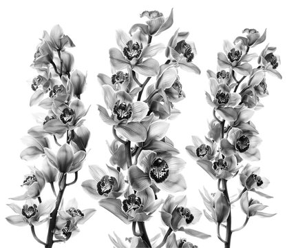 Fototapeta Orchid flowers