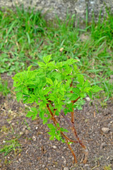 Young raspberry grow in the garden