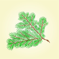Spruce branch vector
