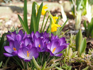 Crocus and narcissus flowers in garden