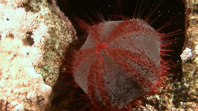 Таинственные ночные погружения в Красном море близ Египта. Удивительное животное морской еж астенозома, активен только ночью.
