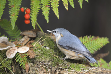bird Sitta europaea at breakfast