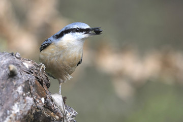 bird Sitta europaea at breakfast