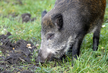 scrofa running on a green grass