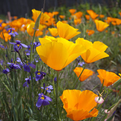 Colorful flowers 