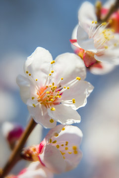 big white flower of apricot