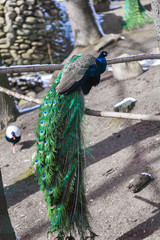 Obraz premium Portrait of beautiful peacock with feathers out,soft focus in cage