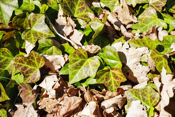 Ivy grows on a spring ground