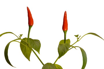 Chilli peppers