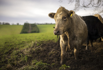 Charolais and Limousin Cattle. Cotswolds, UK - obrazy, fototapety, plakaty