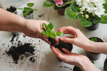 Planting home plants indoors