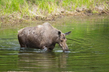 close up view of a moose in a lake