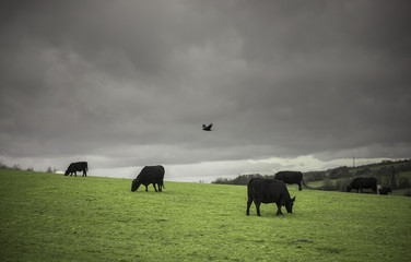Charolais and Limousin Cattle. Cotswolds, UK - obrazy, fototapety, plakaty