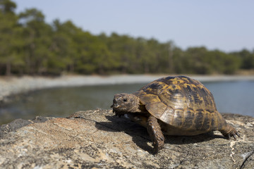 Turtle crawling on the rocky slope.